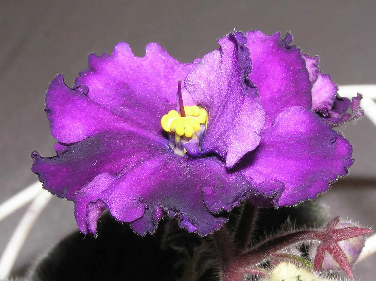 African Violet (Saintpaulia Ionantha) — often flowering several times a year