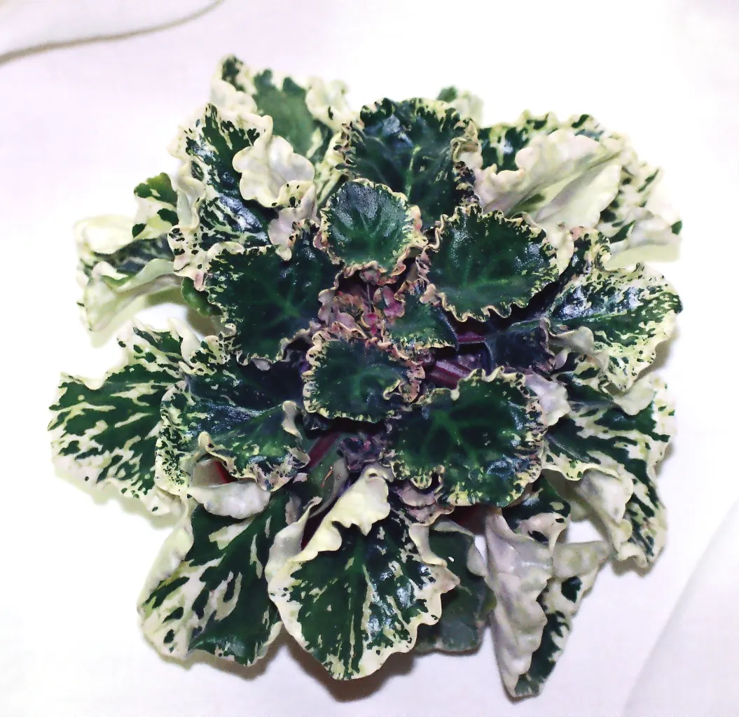 African Violet (Saintpaulia Ionantha) — with its plush rosette of dark green; often flowering several times a year, image 89