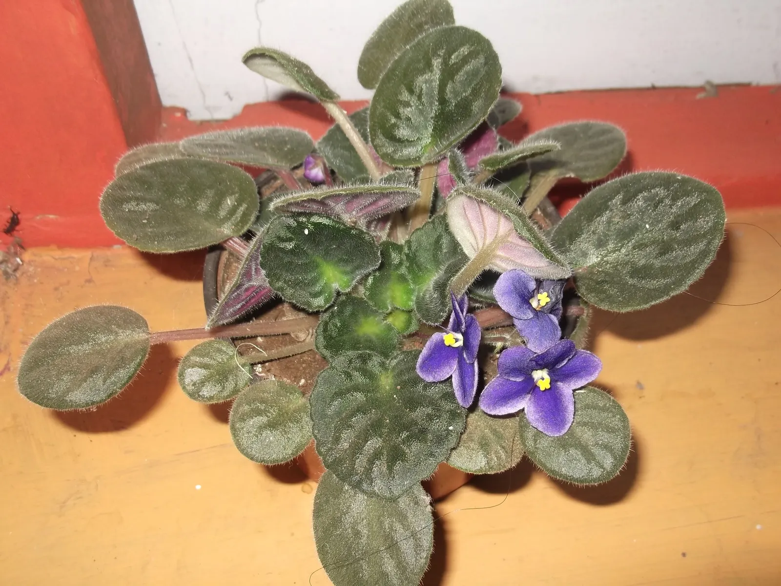 African Violet (Saintpaulia Ionantha) — This petite evergreen perennial thrives indoors; they are sensitive to cold drafts and temperature, image 81