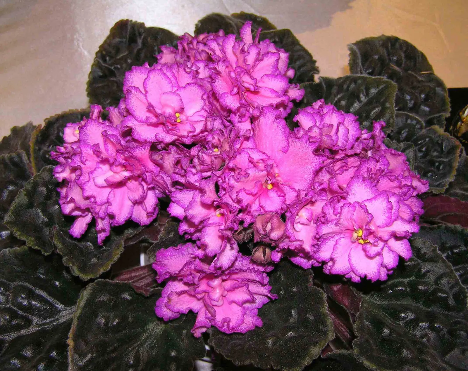 African Violet (Saintpaulia Ionantha) — This petite evergreen perennial thrives indoors; they are sensitive to cold drafts and temperature, image 133