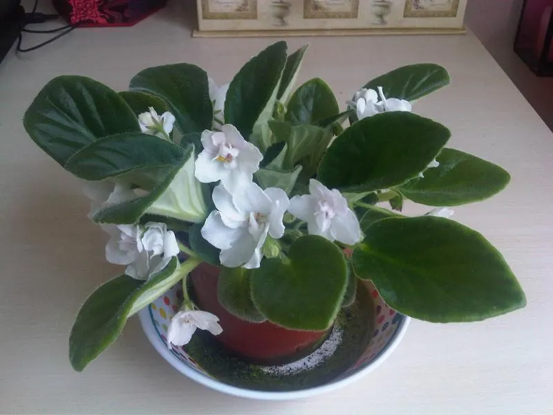 African Violet (Saintpaulia Ionantha) — perennial flowering plant native to Tanzania and Kenya's cloud forests; scientifically known as Saintpaulia, image 87
