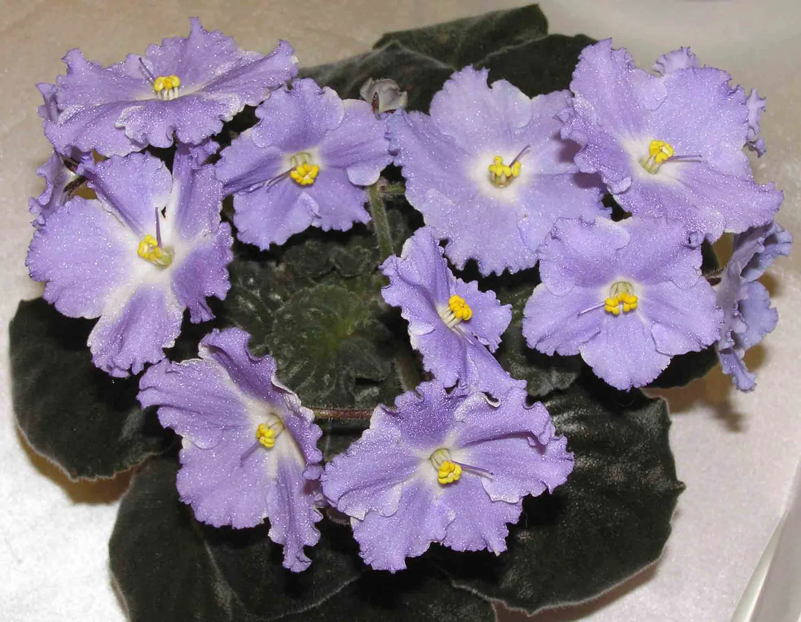 African Violet (Saintpaulia Ionantha) — and bi-colored varieties.<br><br>Saintpaulia ionantha thrives in indirect; this petite yet vibrant, image 65
