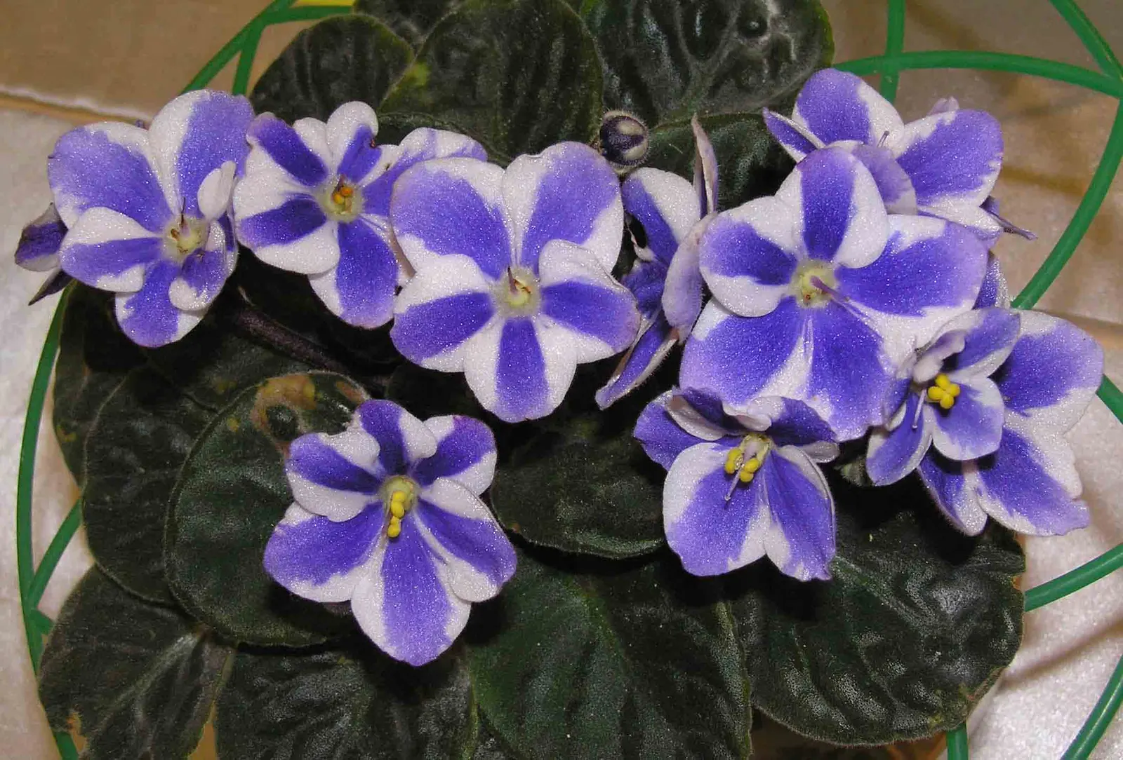 African Violet (Saintpaulia Ionantha) — African Violets should be watered from below to avoid wetting the leaves and crown; furry leaves that span, image 69