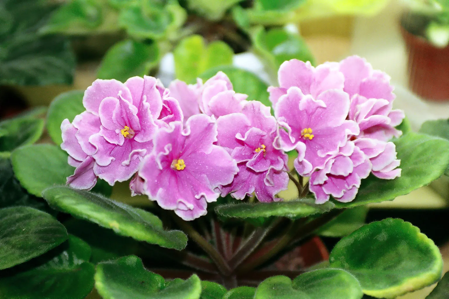 African Violet (Saintpaulia Ionantha) — perennial with blue and multi-colored and pink and purple and red and violet and white and yellow blooms, image 129