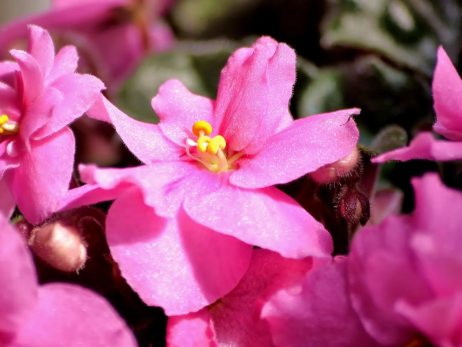 African Violet (Saintpaulia Ionantha) — This petite evergreen perennial thrives indoors