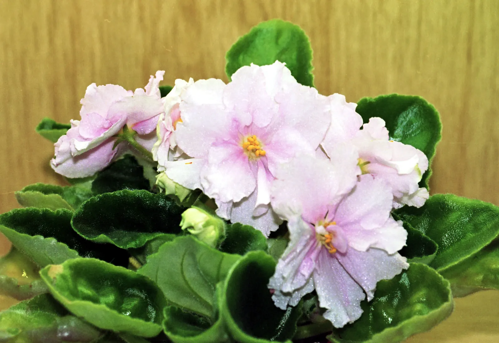 African Violet (Saintpaulia Ionantha) — heart-shaped leaves and vibrant blooms ranging in color from blue; with its plush rosette of dark green, image 54
