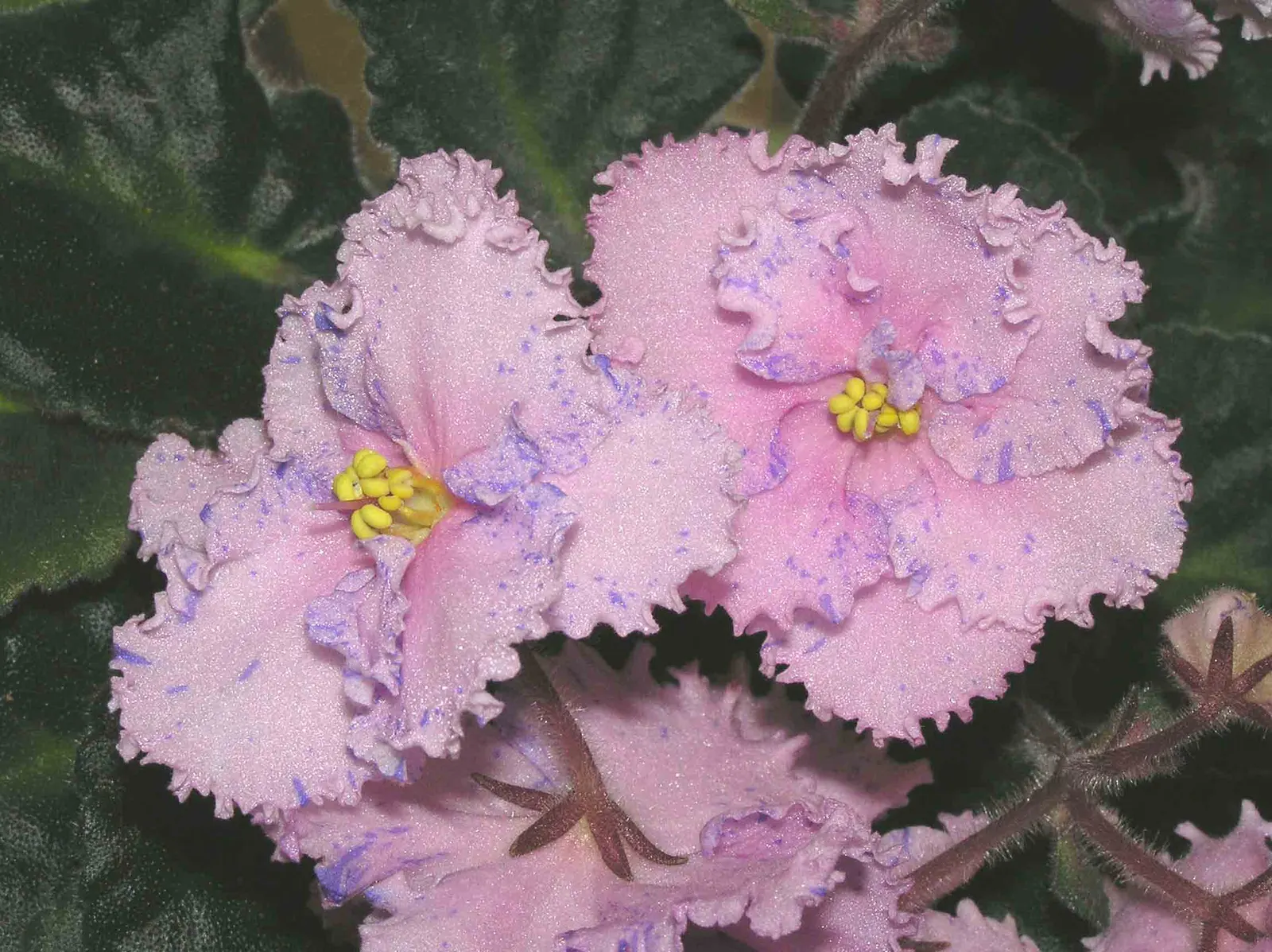 African Violet (Saintpaulia Ionantha) — furry leaves that span from 2 to 6 inches in diameter; this petite evergreen perennial thrives indoors, image 116