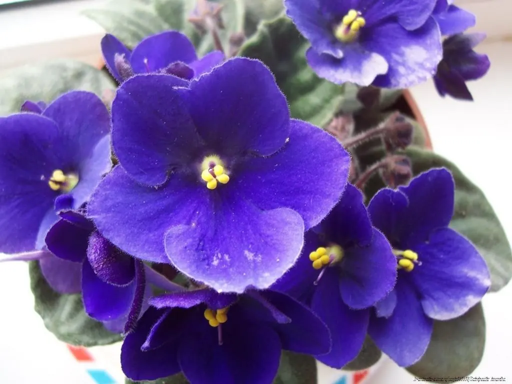 African Violet (Saintpaulia Ionantha) — Watering from below is recommended to avoid leaf spot; a charming underplanting or in pots, it refreshes, image 135