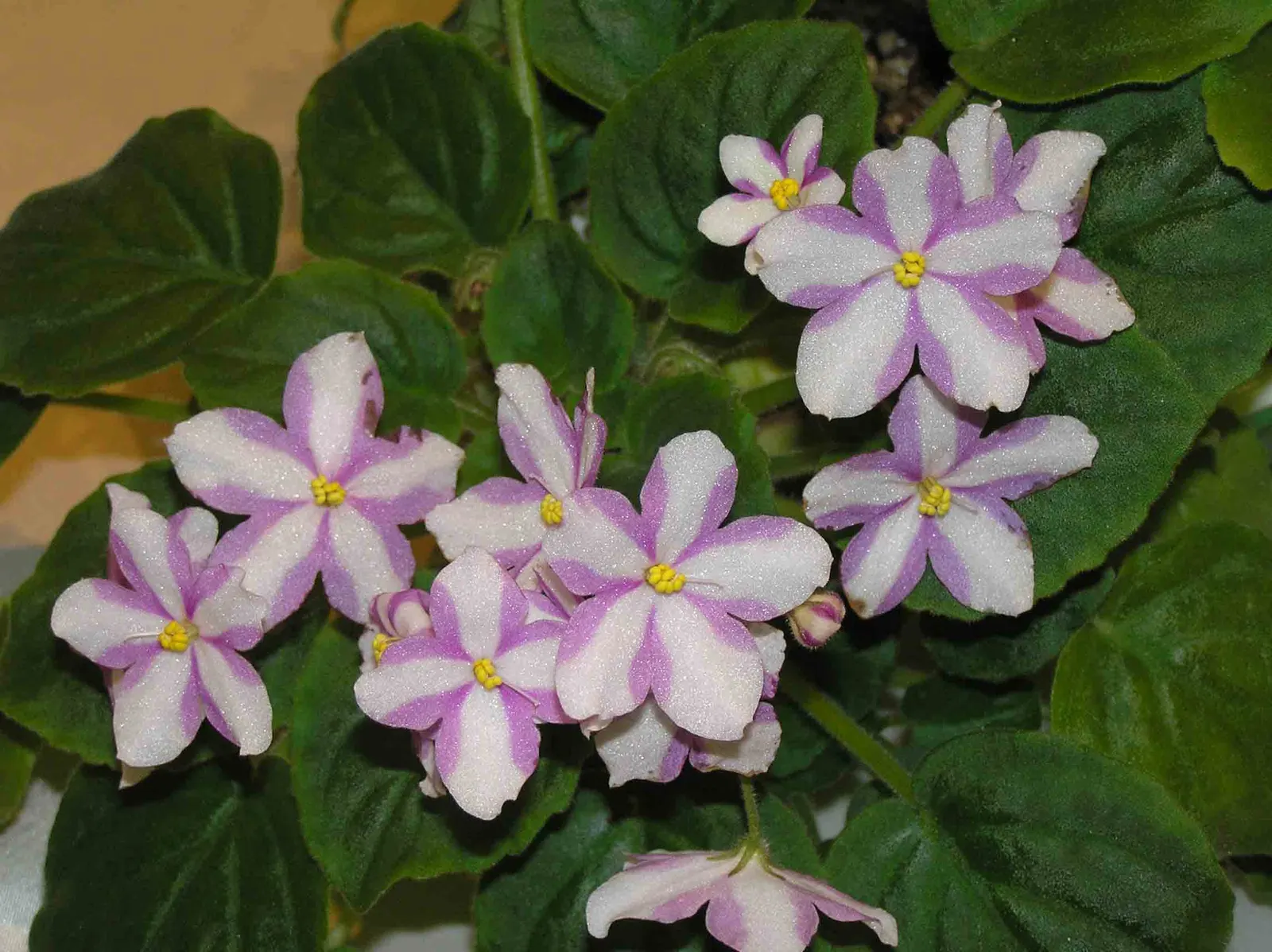 African Violet (Saintpaulia Ionantha) — The African Violet (Saintpaulia ionantha) adds a tropical flair with its velvety; and enjoys well-draining, image 131