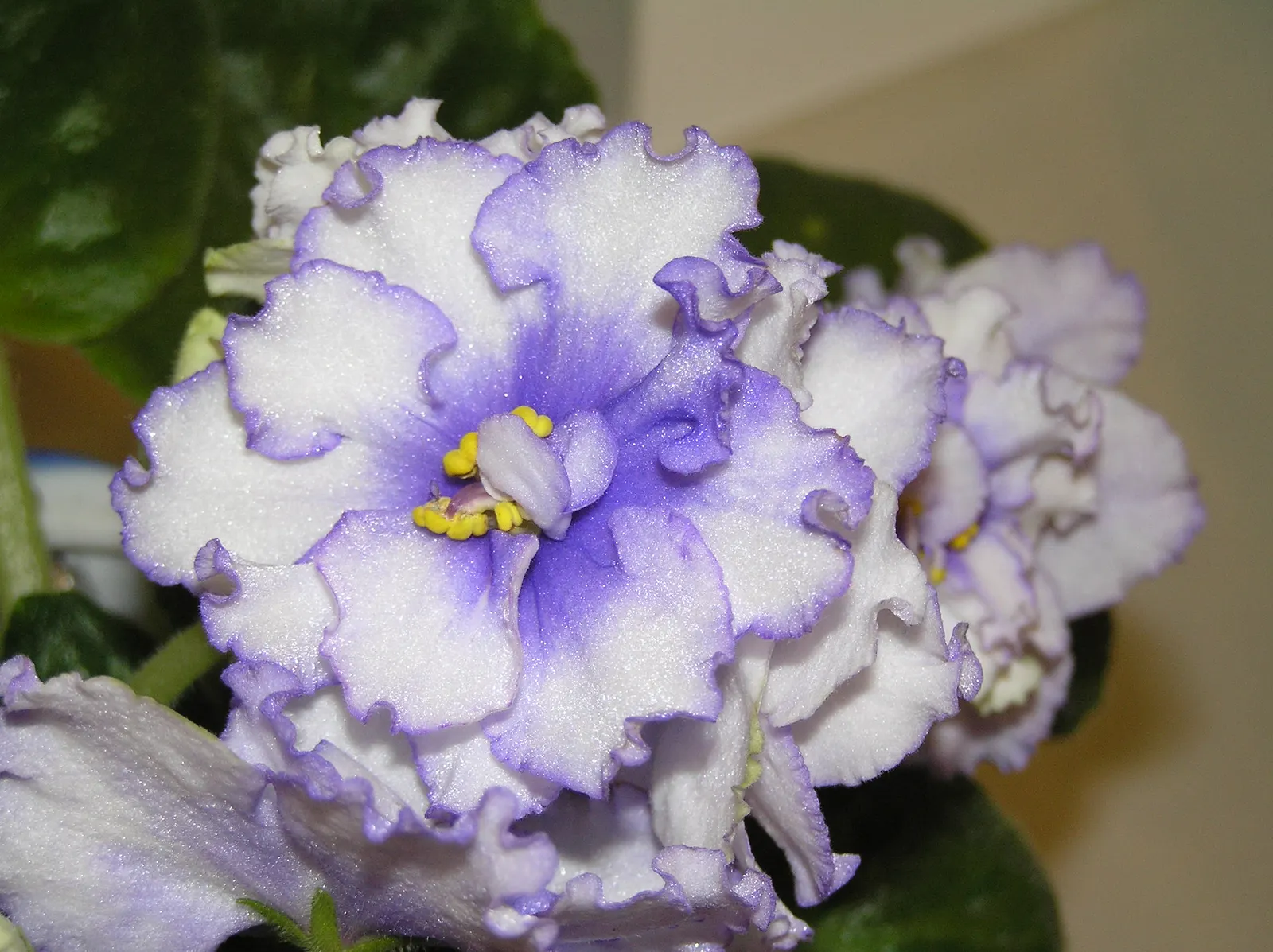 African Violet (Saintpaulia Ionantha) — contributing an enduring splash of color to their home garden scene; heart-shaped leaves and vibrant blooms, image 75