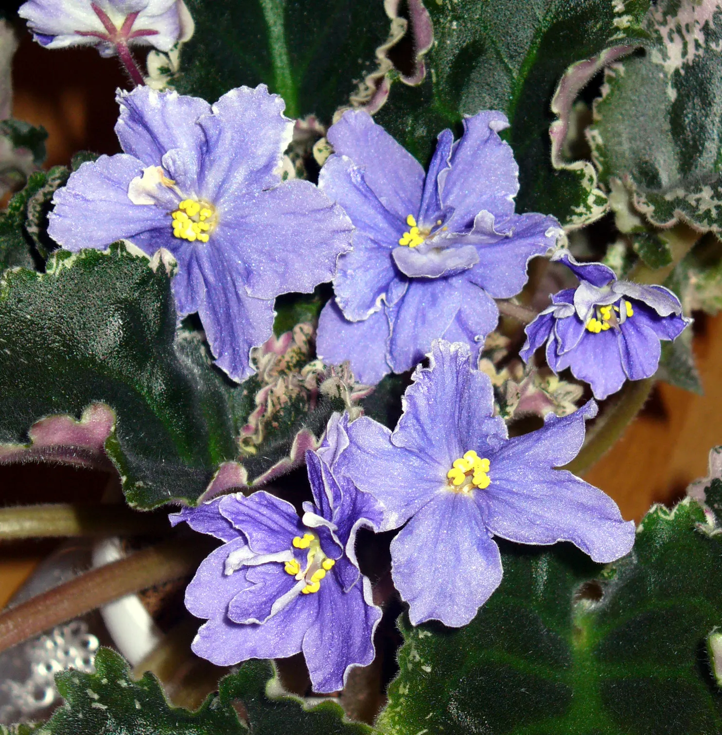 African Violet (Saintpaulia Ionantha) — and enjoys well-draining soil and moderate indirect light; perennial with blue and multi-colored and pink, image 56
