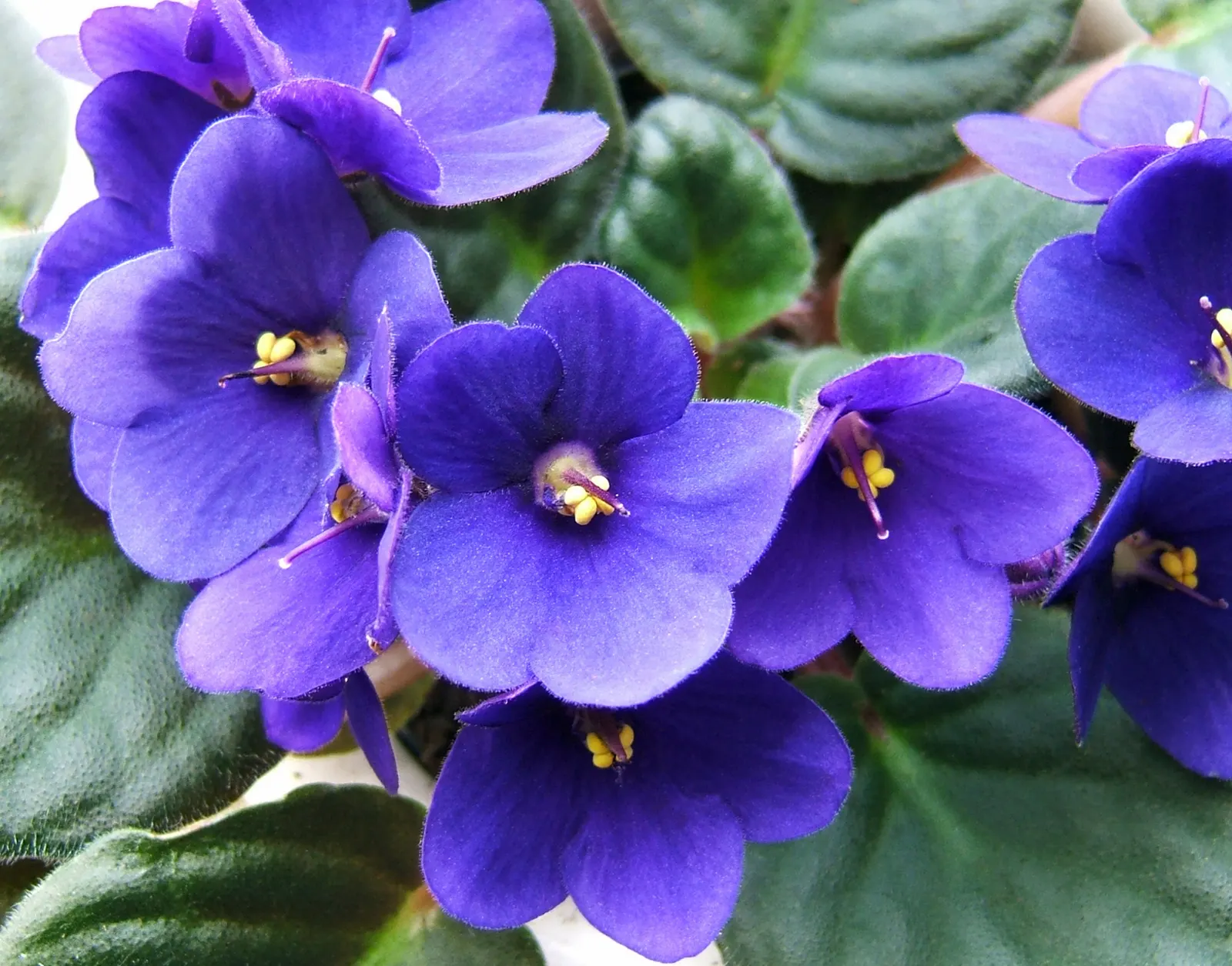 African Violet (Saintpaulia Ionantha) — with its plush rosette of dark green