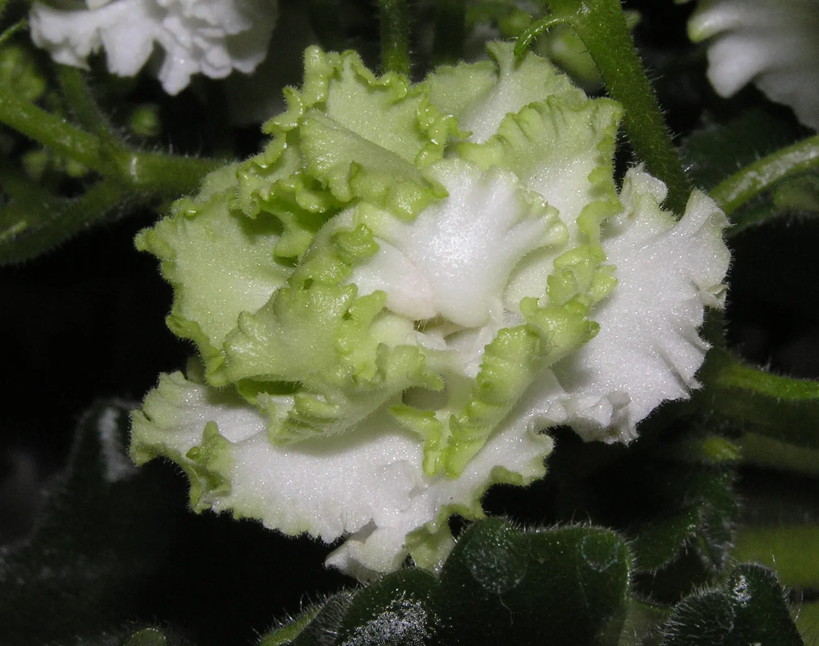African Violet (Saintpaulia Ionantha) — African Violets will reward with continuous blooms; away from direct sunbeams which can scorch its delicate, image 73