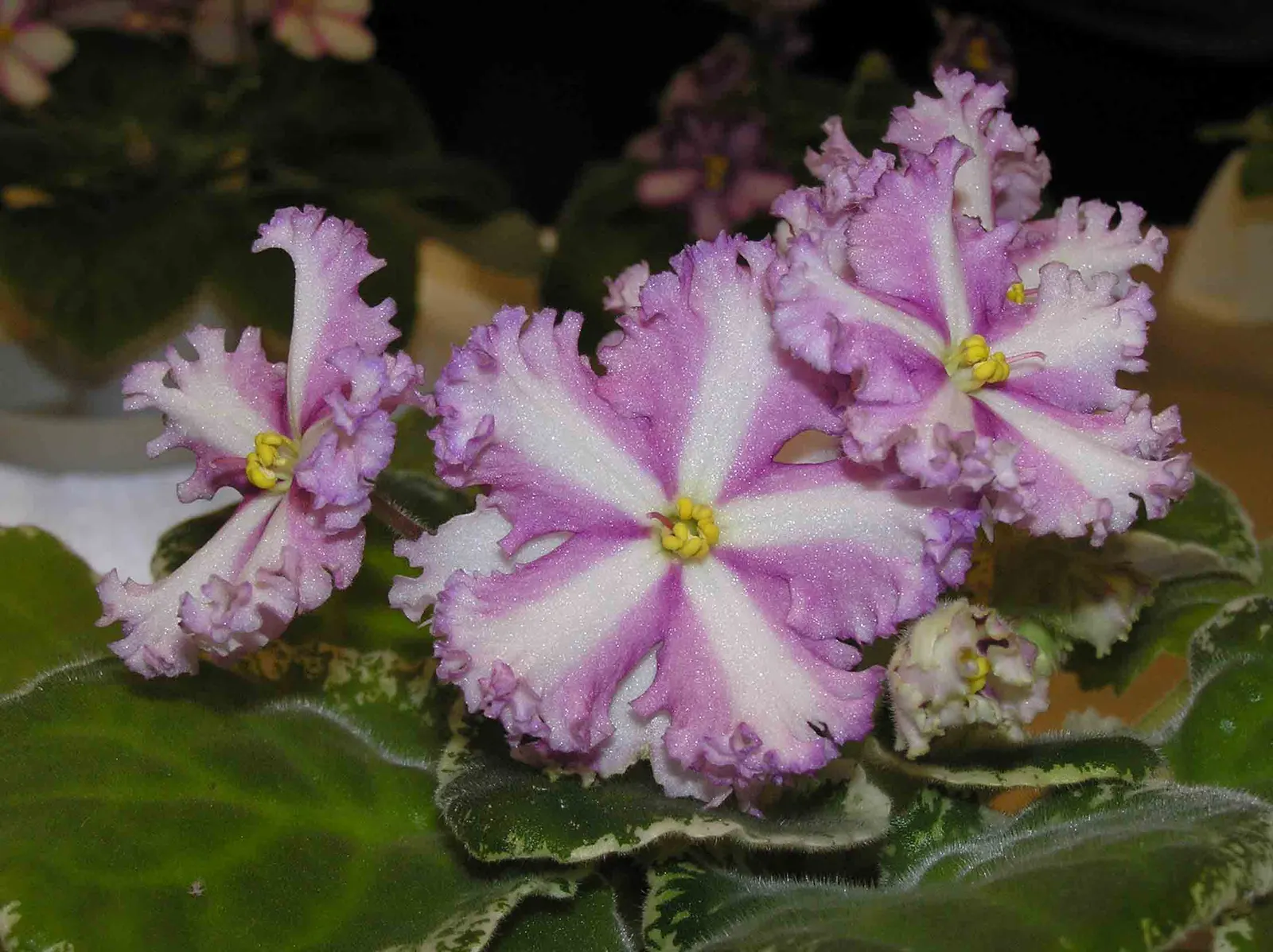 African Violet (Saintpaulia Ionantha) — Keep at 65-75&deg;F for optimal growth; it is essential to consider providing a humid environment, image 111