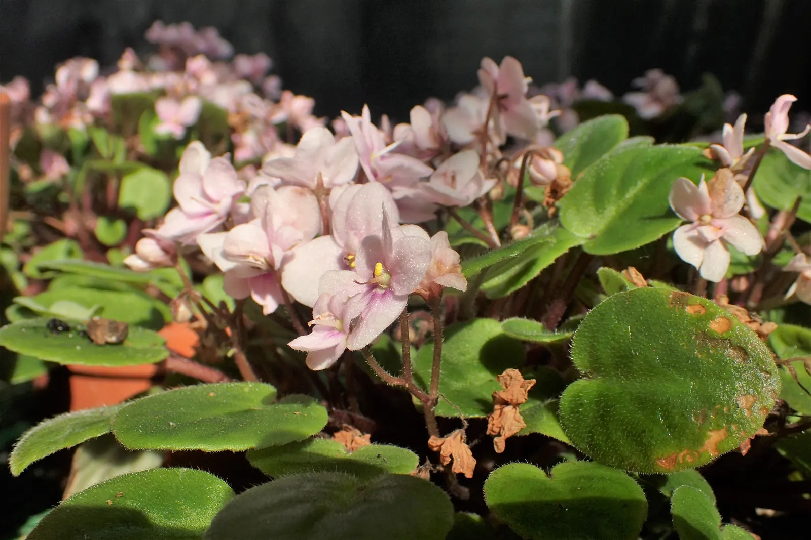 African Violet (Saintpaulia Ionantha) — Watering from below is recommended to avoid leaf spot; a charming underplanting or in pots, it refreshes, image 109
