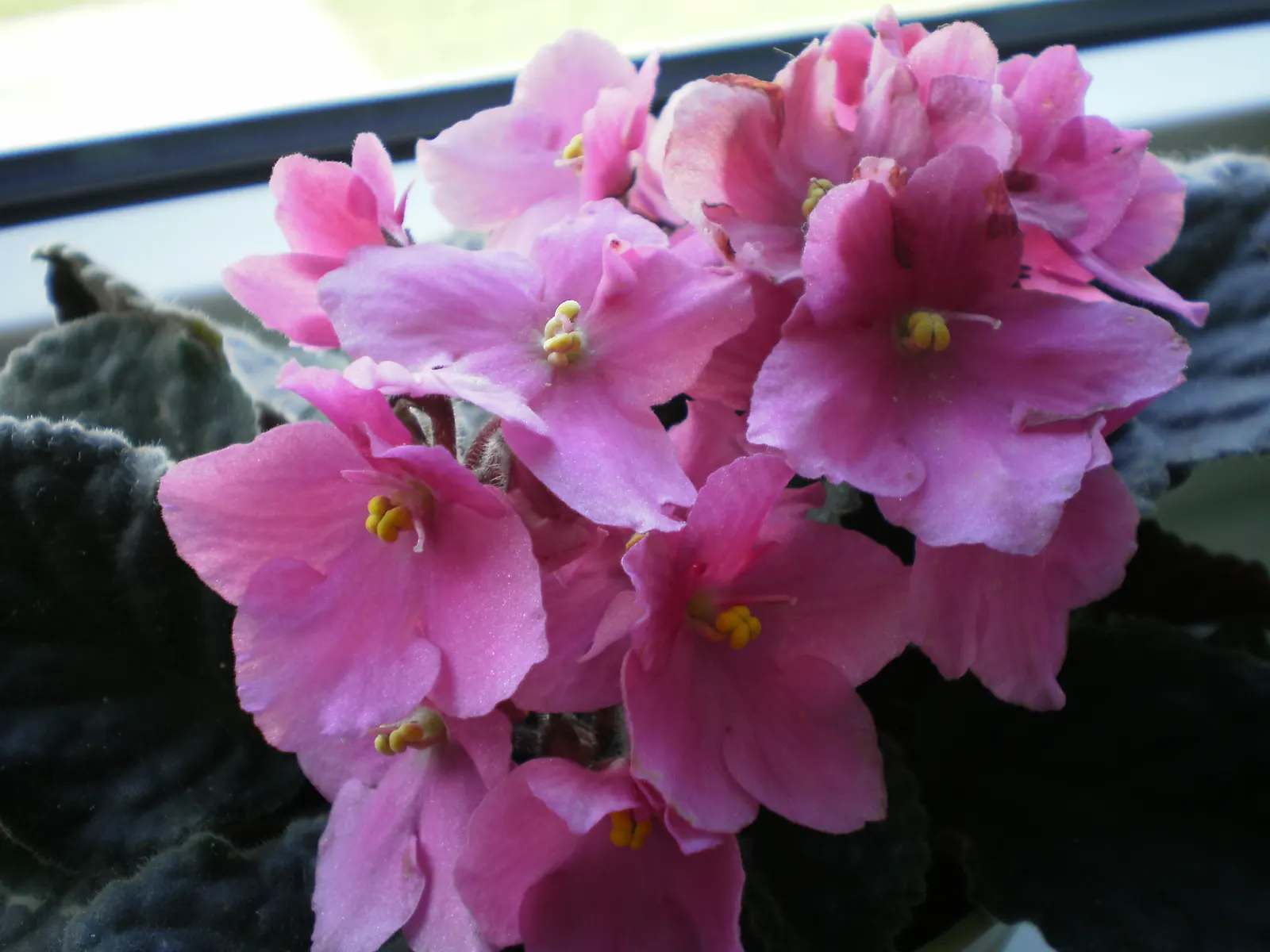 African Violet (Saintpaulia Ionantha) — often flowering several times a year; african Violets will reward with continuous blooms, image 74