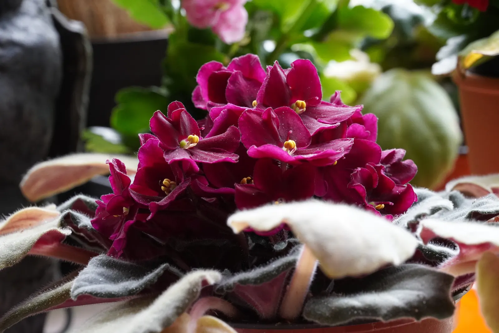 African Violet (Saintpaulia Ionantha) — and enjoys well-draining soil and moderate indirect light; perennial with blue and multi-colored and pink, image 82