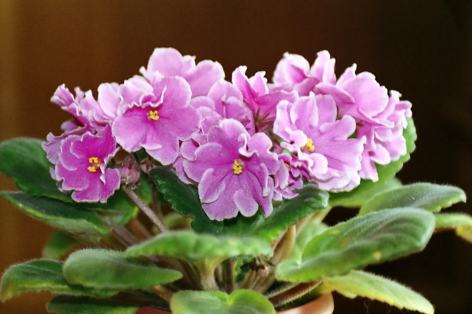 African Violet (Saintpaulia Ionantha) — They are sensitive to cold drafts and temperature fluctuations, so placement stability is paramount