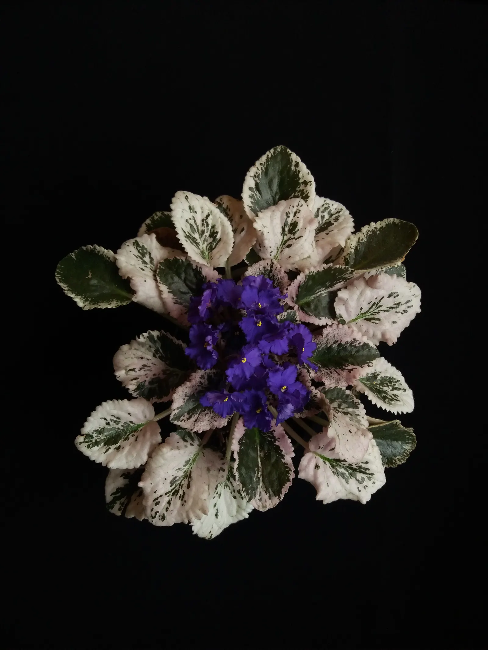 African Violet (Saintpaulia Ionantha) — yet demands adequate drainage to prevent root rot - a typical pitfall for over-watered specimens; watering, image 120