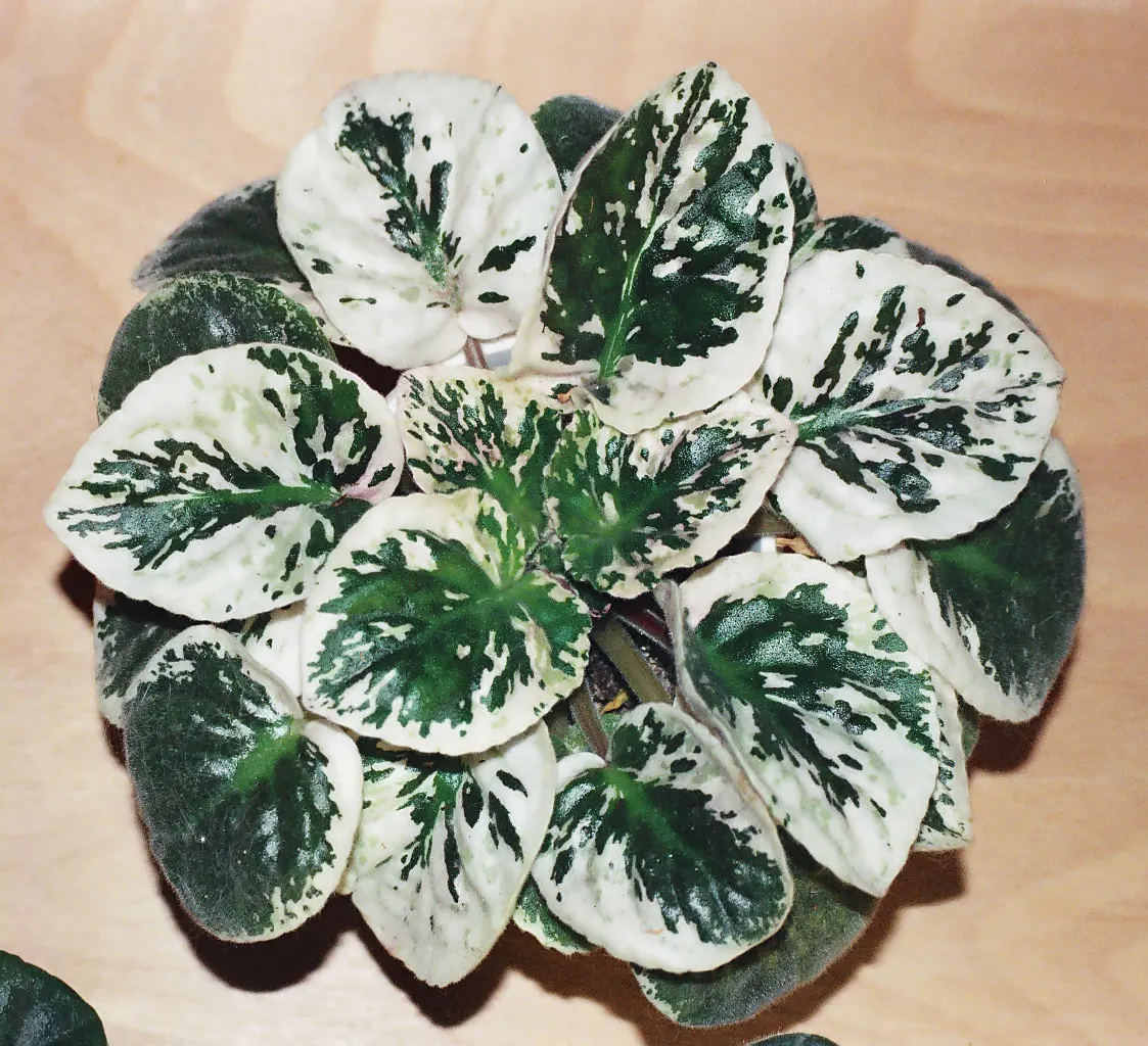 African Violet (Saintpaulia Ionantha) — perennial flowering plant native to Tanzania and Kenya's cloud forests
