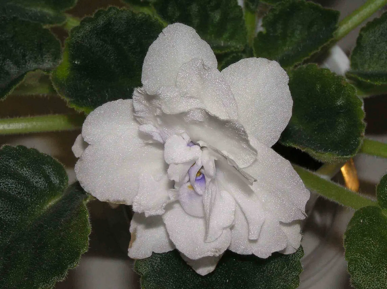 African Violet (Saintpaulia Ionantha) — and enjoys well-draining soil and moderate indirect light; perennial with blue and multi-colored and pink, image 108