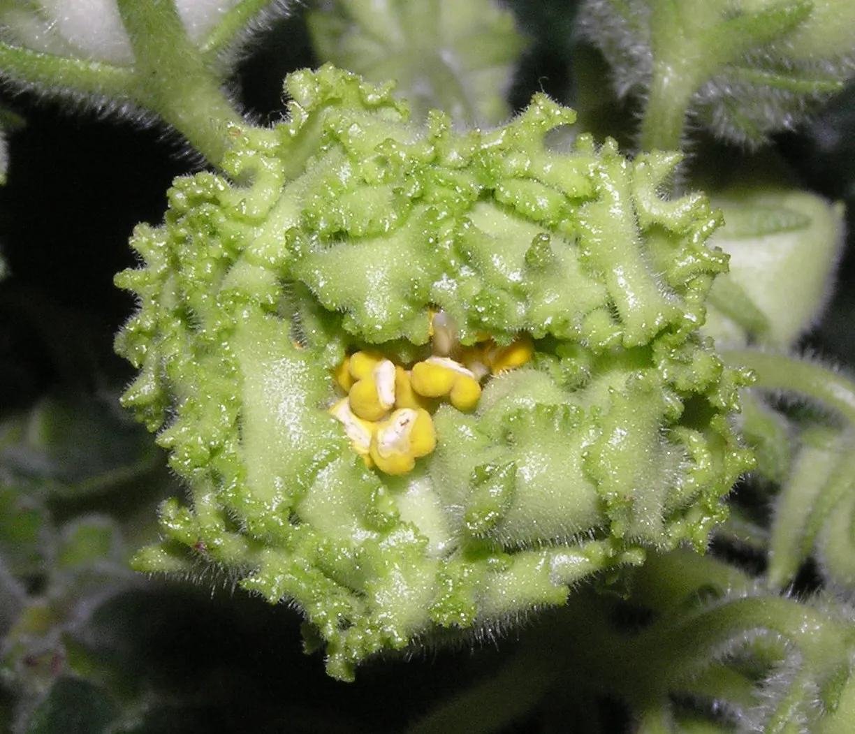 African Violet (Saintpaulia Ionantha) — Watering from below is recommended to avoid leaf spot