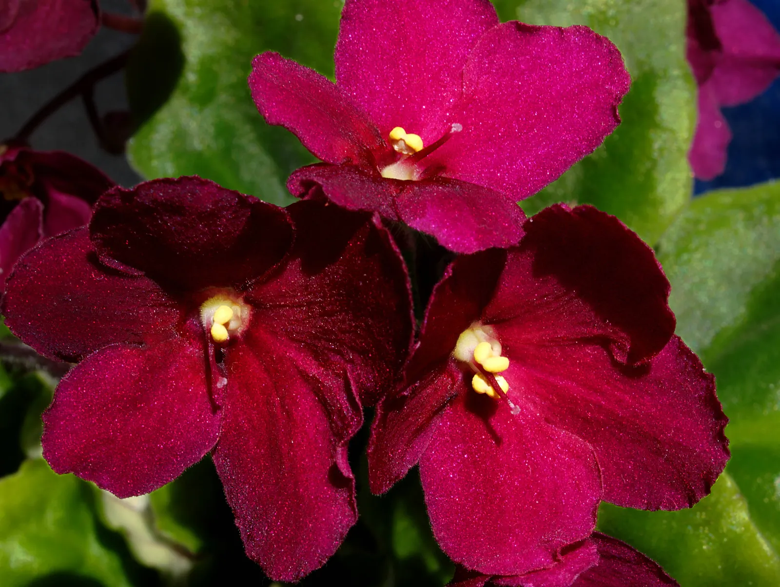 African Violet (Saintpaulia Ionantha) — contributing an enduring splash of color to their home garden scene