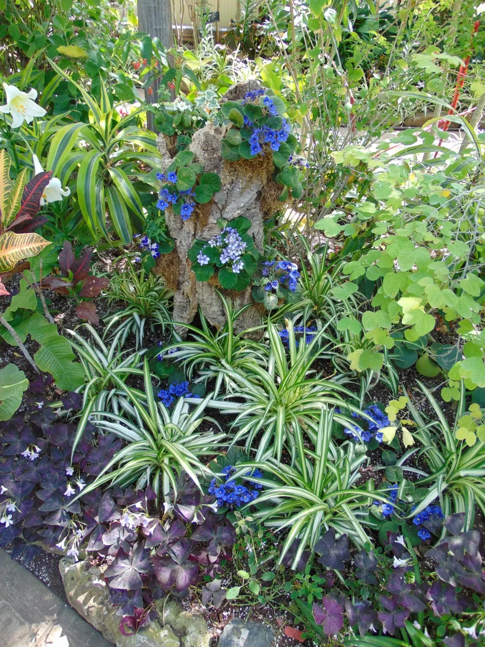 African Violet (Saintpaulia Ionantha) — heart-shaped leaves and vibrant blooms ranging in color from blue; with its plush rosette of dark green, image 106