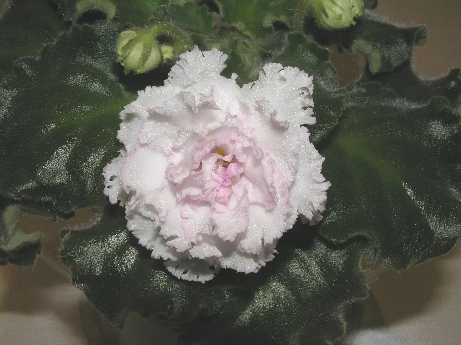 African Violet (Saintpaulia Ionantha) — heart-shaped leaves and vibrant blooms ranging in color from blue; with its plush rosette of dark green, image 80