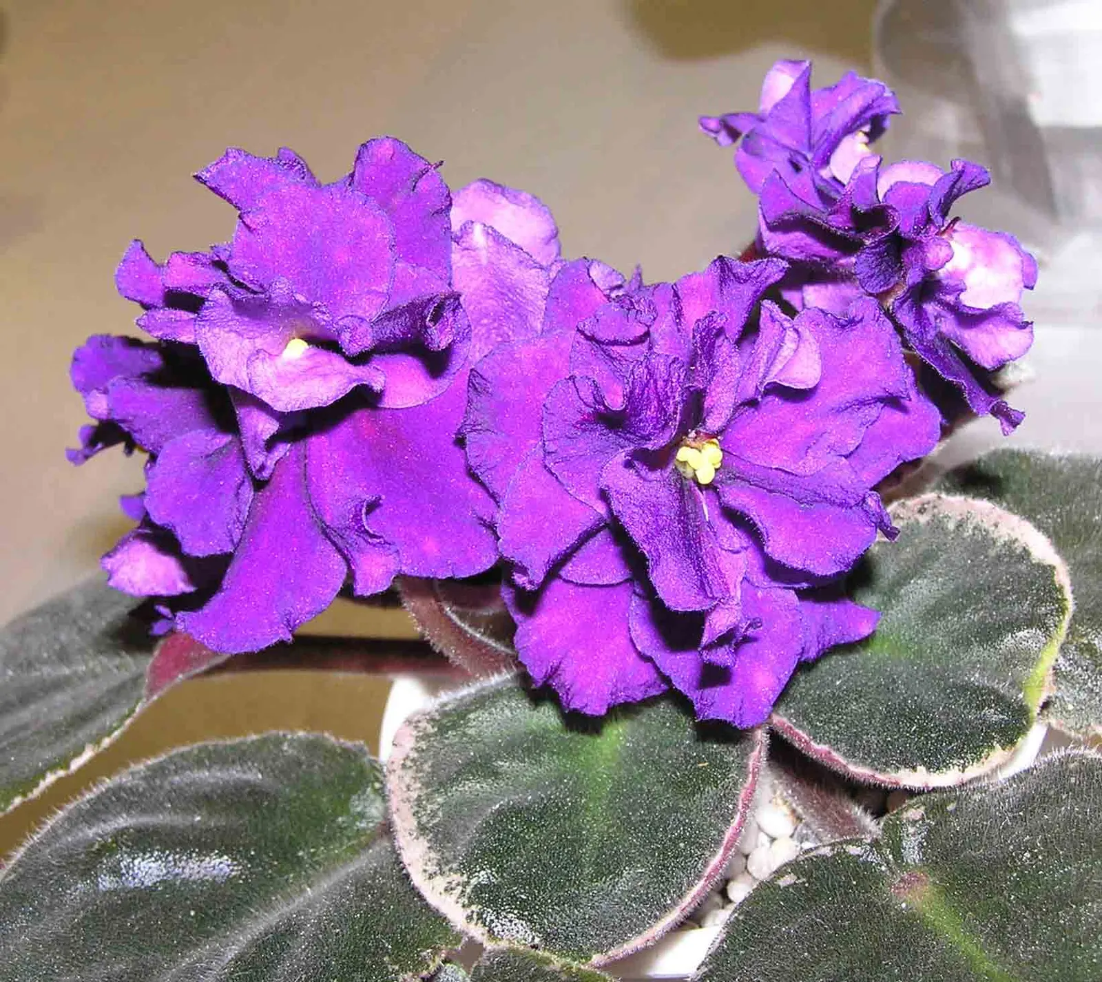 African Violet (Saintpaulia Ionantha) — A charming underplanting or in pots, it refreshes spaces with year-round color
