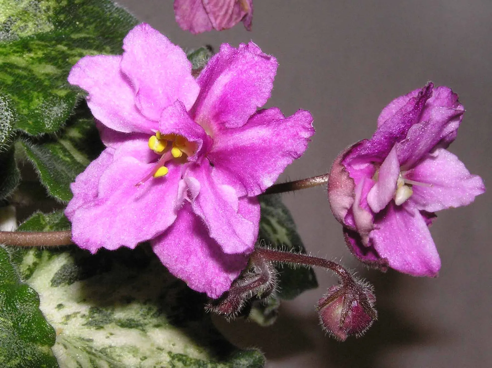 African Violet (Saintpaulia Ionantha) — it is essential to consider providing a humid environment; keep at 65-75&deg;F for optimal growth