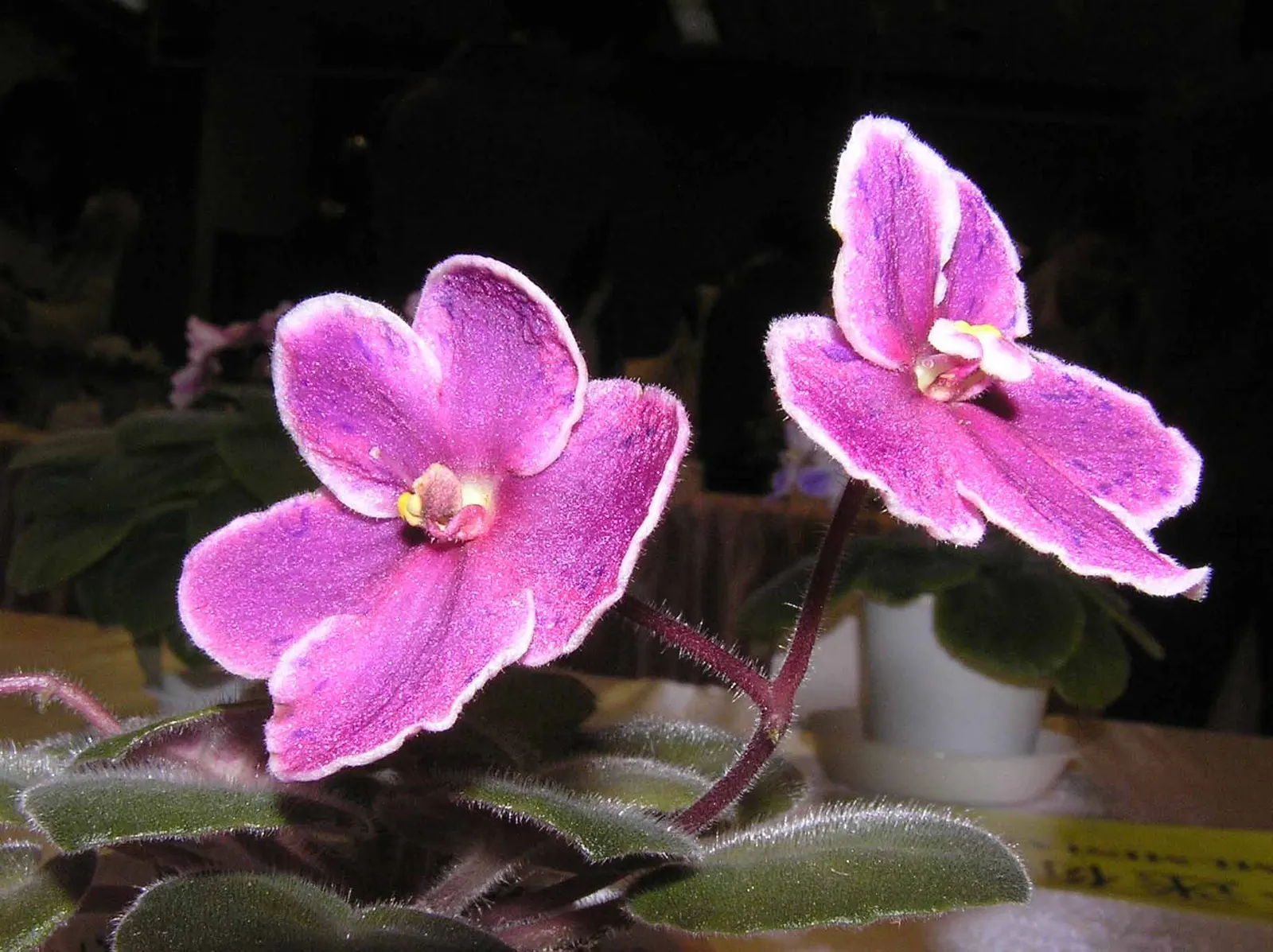 African Violet (Saintpaulia Ionantha) — often flowering several times a year; african Violets will reward with continuous blooms, image 126