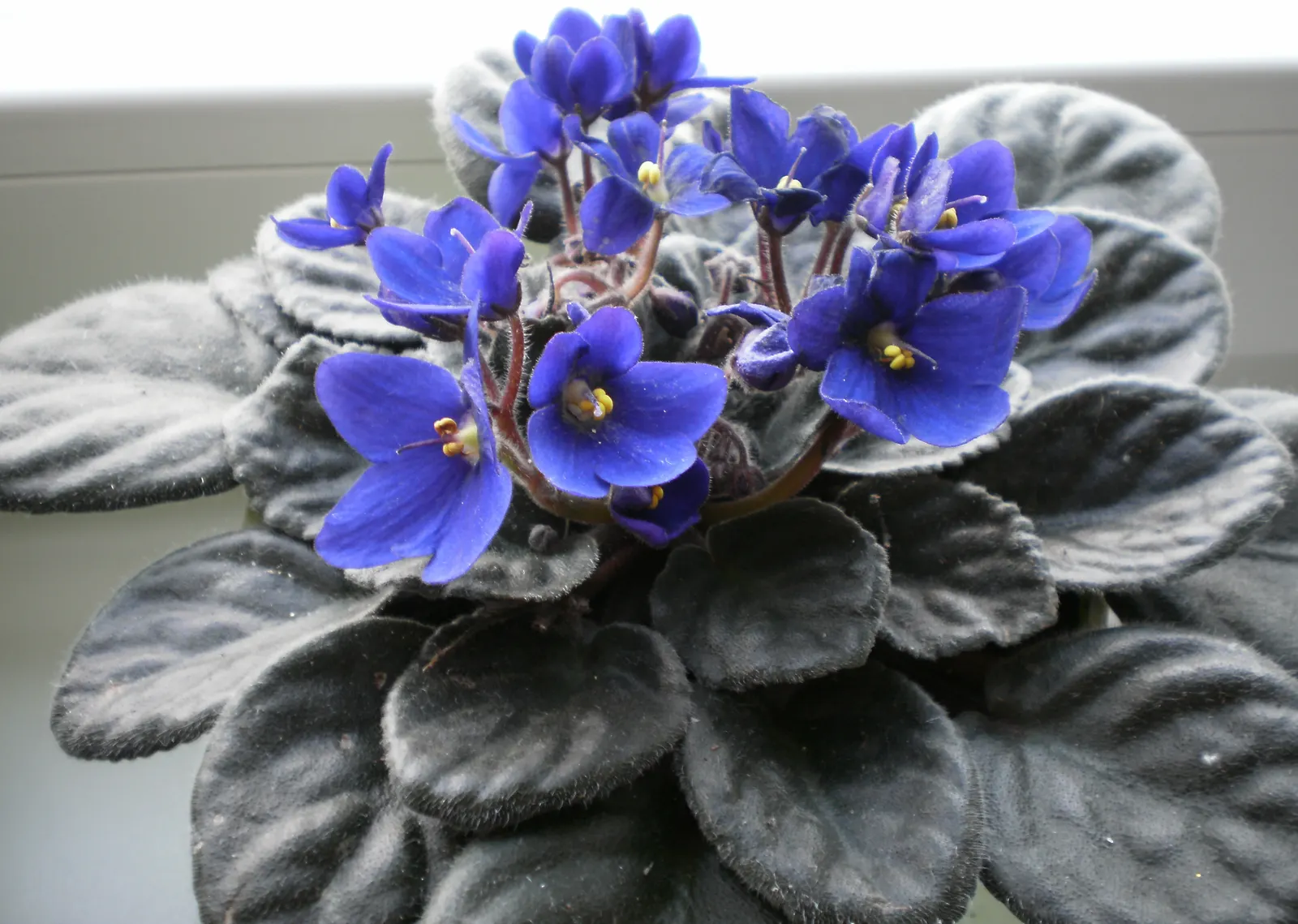 African Violet (Saintpaulia Ionantha) — perennial flowering plant native to Tanzania and Kenya's cloud forests; scientifically known as Saintpaulia, image 113