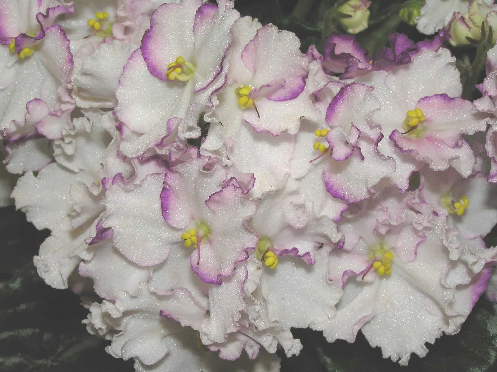 African Violet (Saintpaulia Ionantha) — blue and multi-colored and pink and purple and red and violet and white and yellow flowers in the garden; perennial