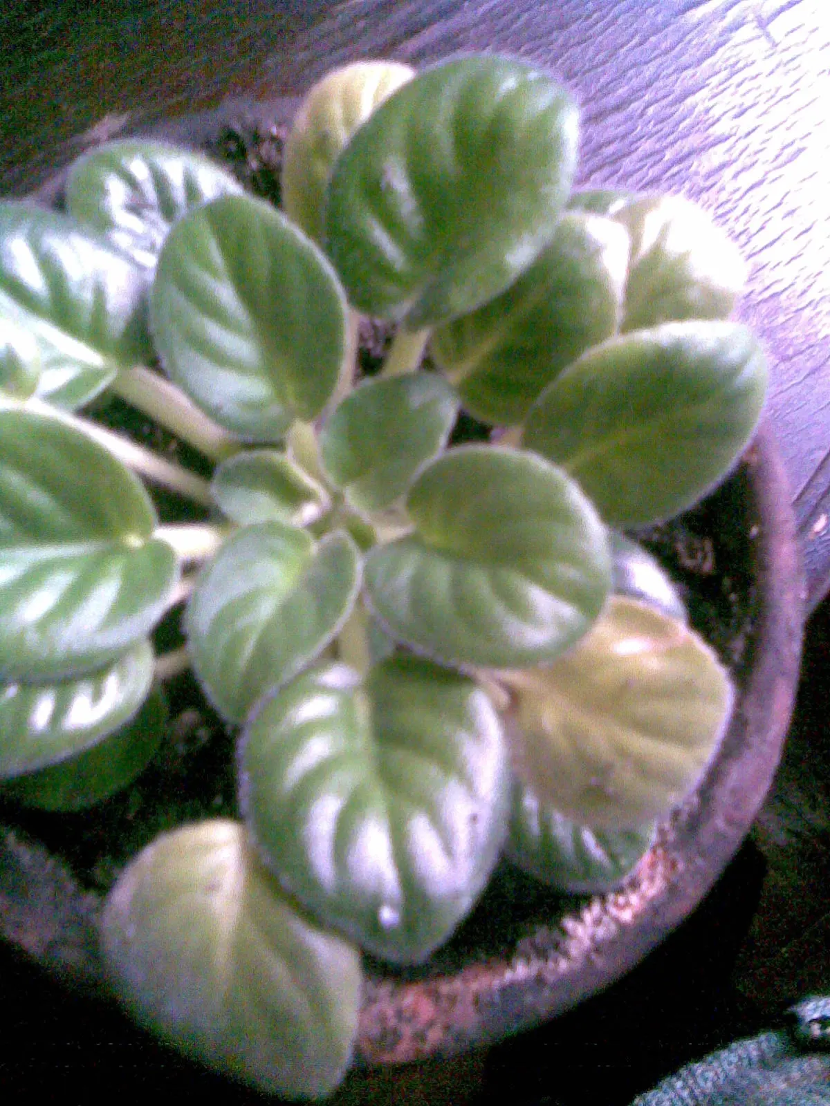 African Violet (Saintpaulia Ionantha) — perennial flowering plant native to Tanzania and Kenya's cloud forests; scientifically known as Saintpaulia ionantha