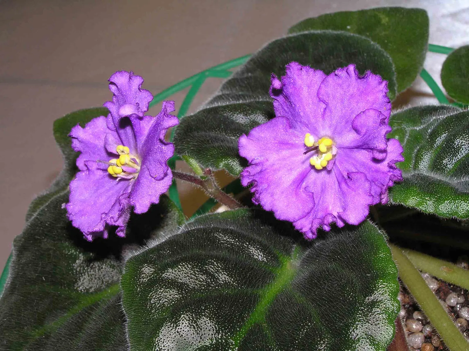 African Violet (Saintpaulia Ionantha) — A charming underplanting or in pots, it refreshes spaces with year-round color; and bi-colored, image 58