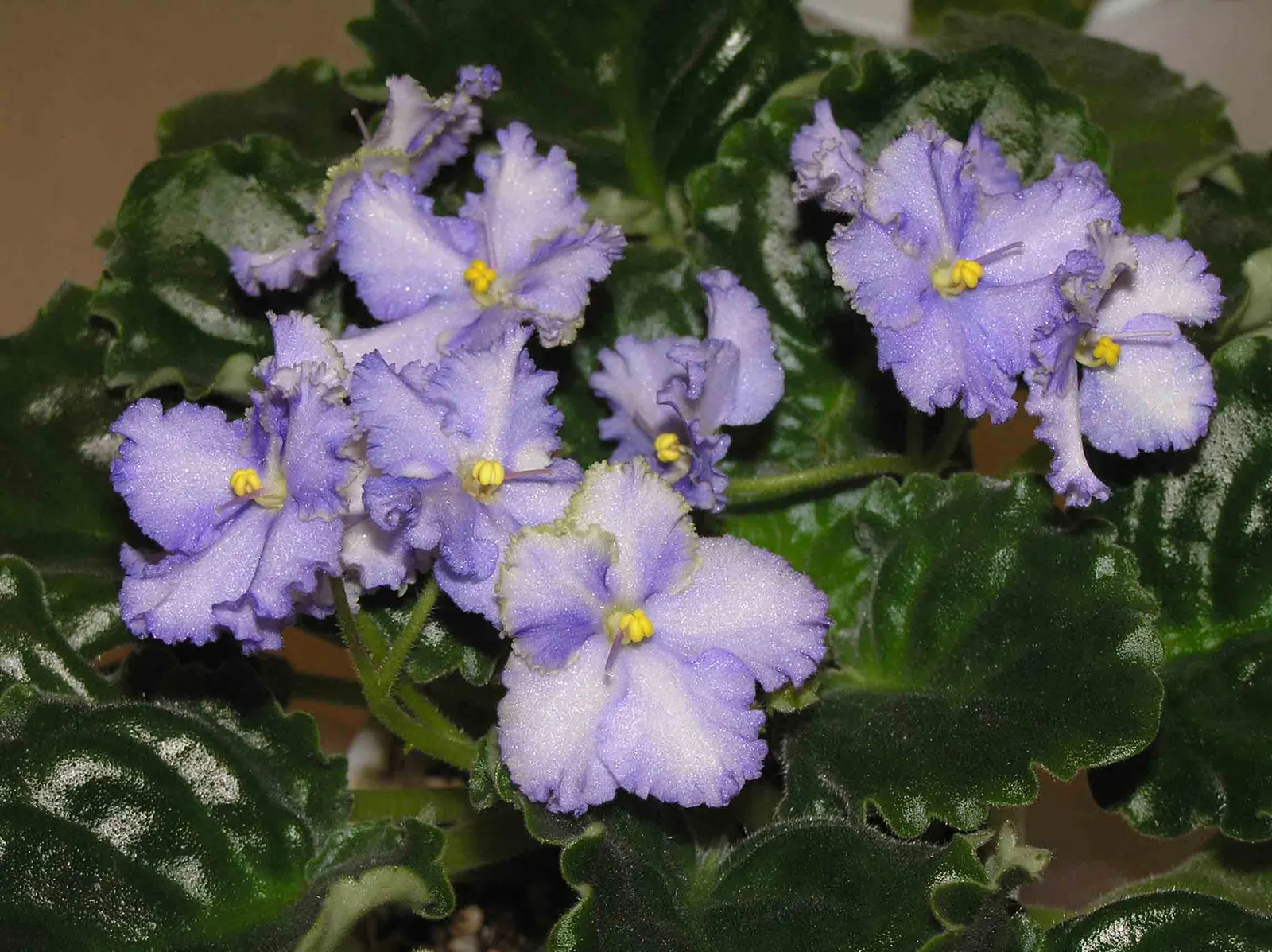 African Violet (Saintpaulia Ionantha) — Keep at 65-75&deg;F for optimal growth; it is essential to consider providing a humid environment, image 59