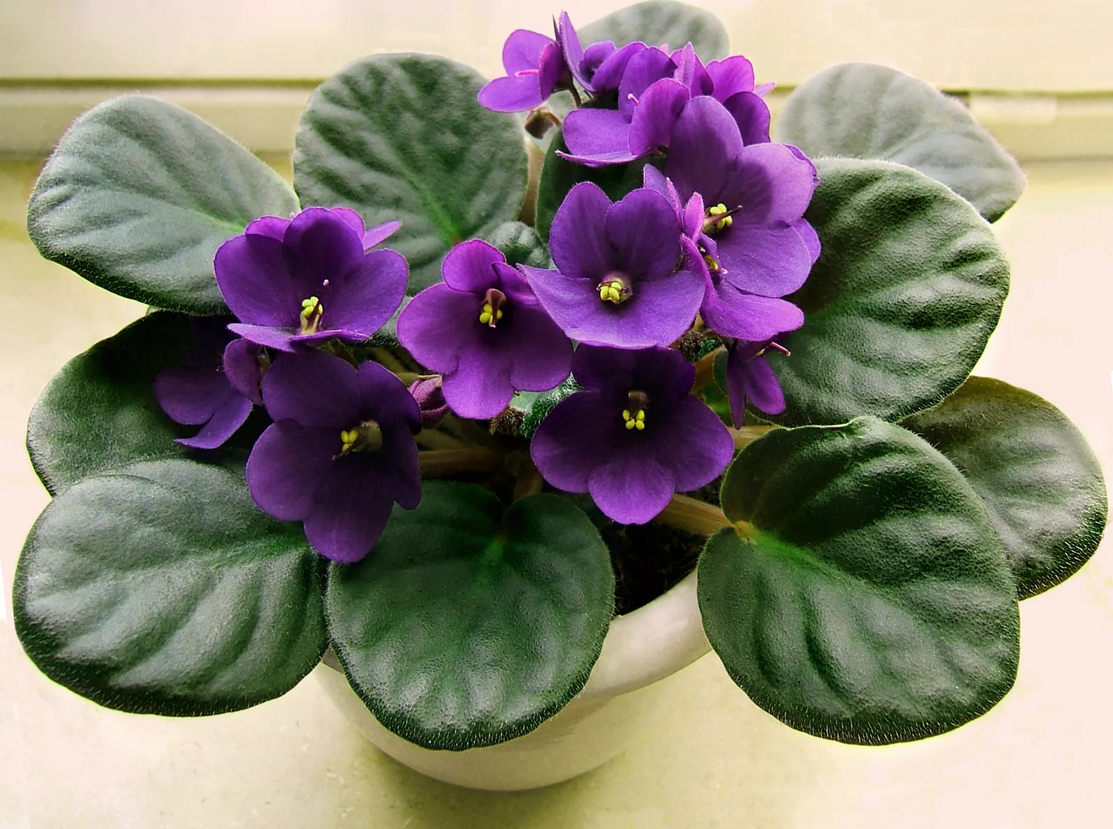 African Violet (Saintpaulia Ionantha) — This petite evergreen perennial thrives indoors; they are sensitive to cold drafts and temperature, image 107