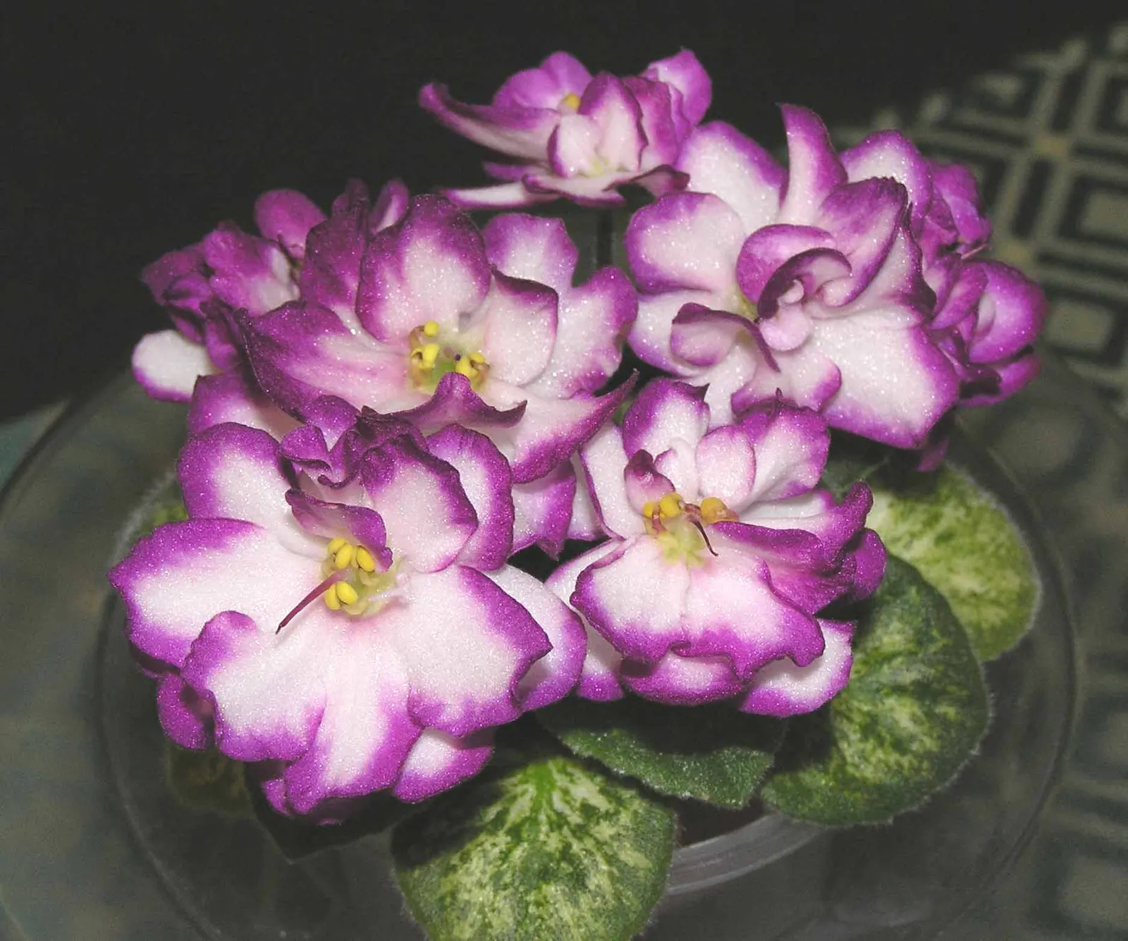African Violet (Saintpaulia Ionantha) — blue and multi-colored and pink and purple and red and violet and white and yellow flowers in the garden