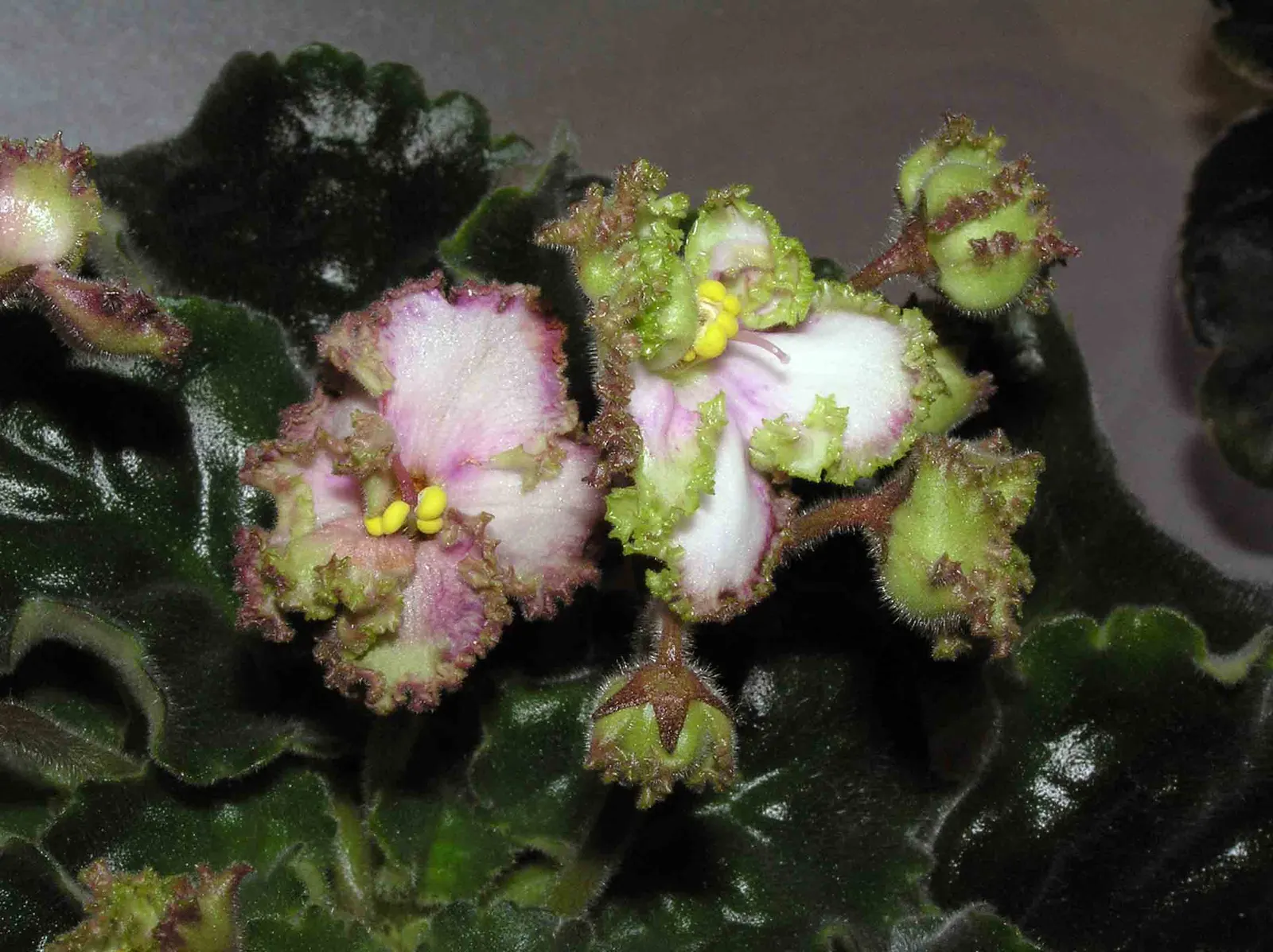 African Violet (Saintpaulia Ionantha) — A charming underplanting or in pots, it refreshes spaces with year-round color; and bi-colored, image 136