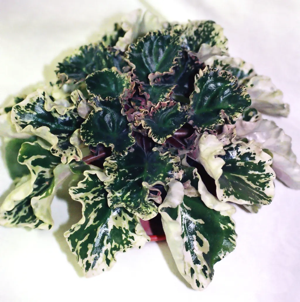 African Violet (Saintpaulia Ionantha) — and bi-colored varieties.<br><br>Saintpaulia ionantha thrives in indirect; this petite yet vibrant, image 117