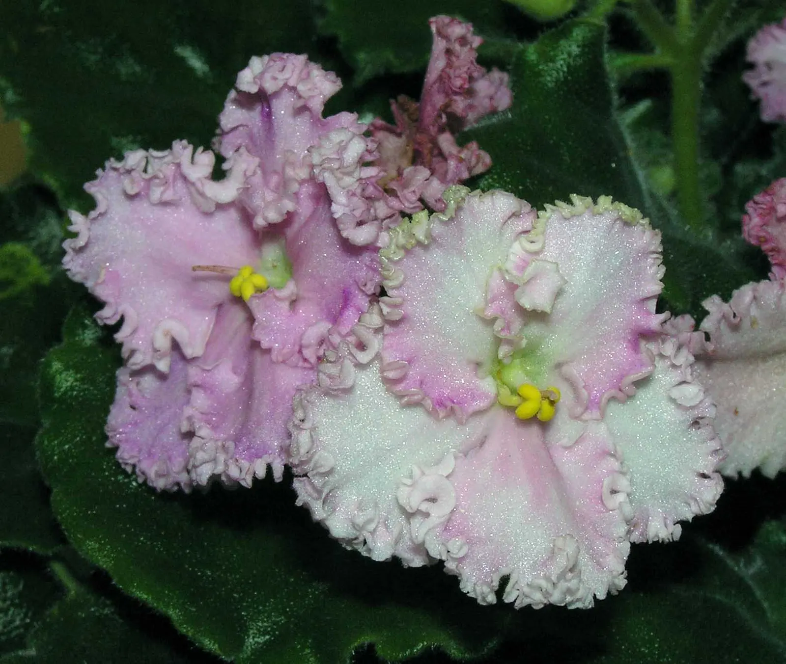 African Violet (Saintpaulia Ionantha) — This petite yet vibrant houseplant brings a touch of color indoors; it prefers consistently moist soil, image 88