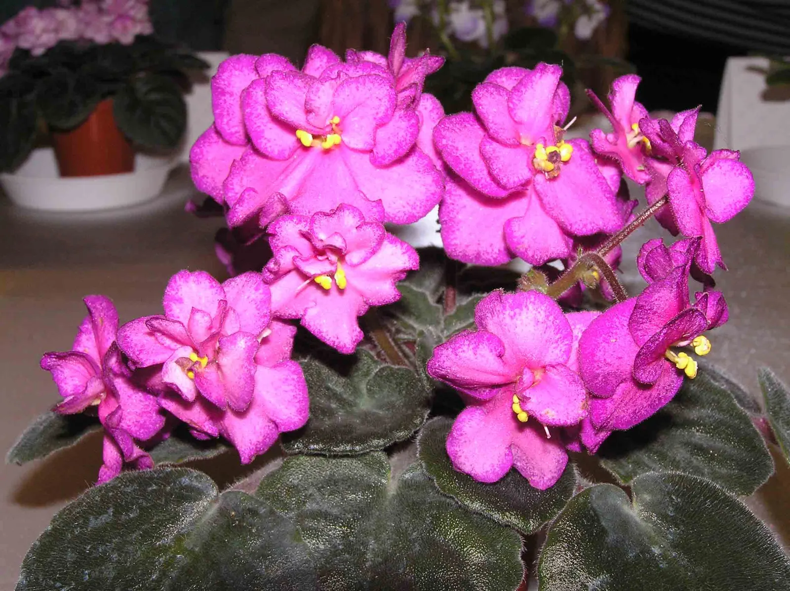 African Violet (Saintpaulia Ionantha) — They are sensitive to cold drafts and temperature fluctuations, so placement stability is paramount; when designing a