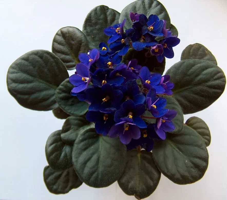 African Violet (Saintpaulia Ionantha) — contributing an enduring splash of color to their home garden scene; heart-shaped leaves and vibrant blooms, image 127