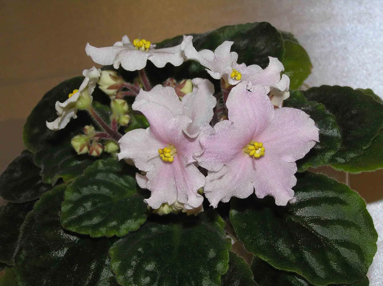 African Violet (Saintpaulia Ionantha) — blue and multi-colored and pink and purple and red and violet and white and yellow flowers in the garden, image 128