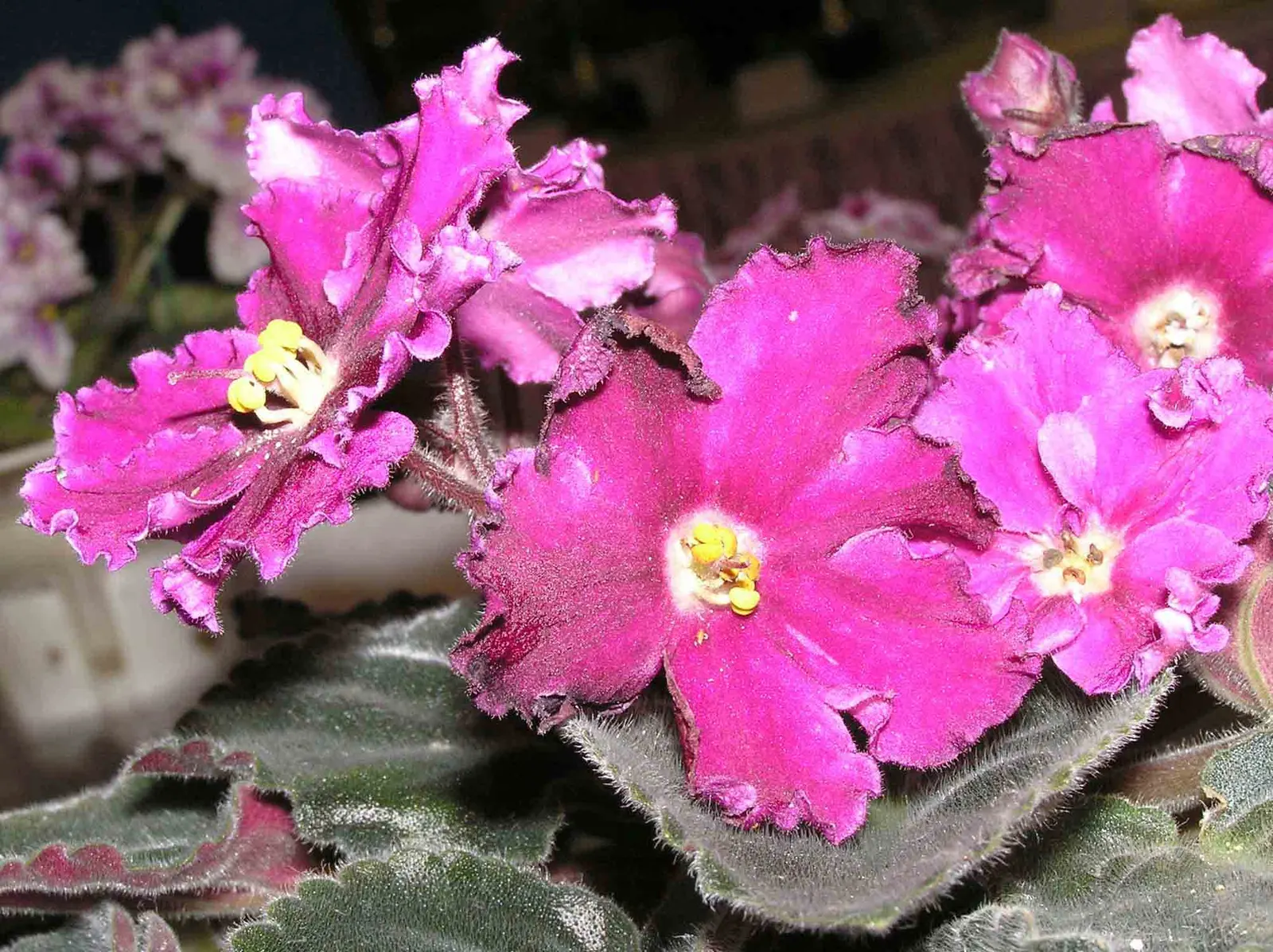 African Violet (Saintpaulia Ionantha) — contributing an enduring splash of color to their home garden scene; heart-shaped leaves and vibrant blooms ranging in