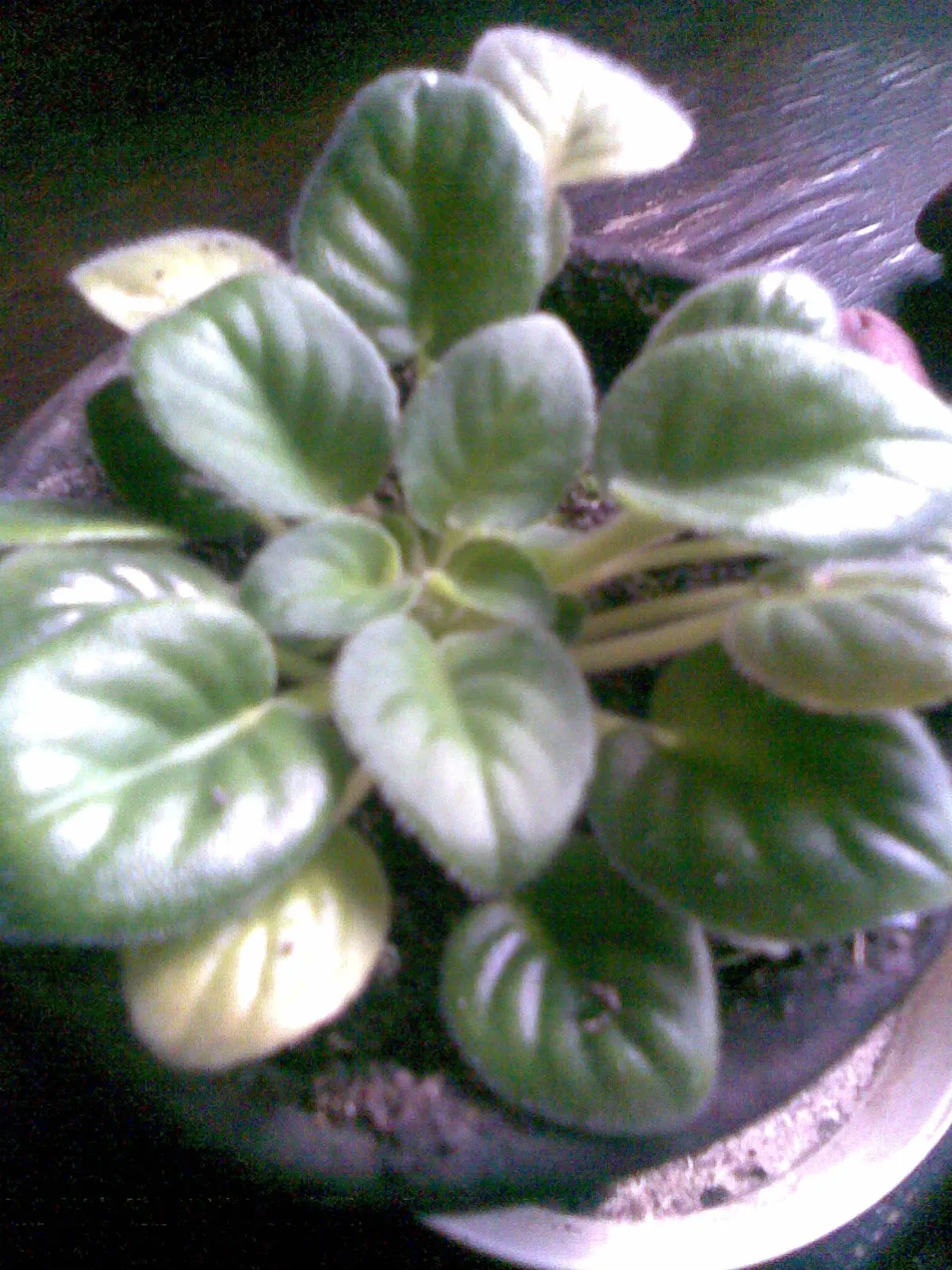African Violet (Saintpaulia Ionantha) — perennial with blue and multi-colored and pink and purple and red and violet and white and yellow blooms; yet demands