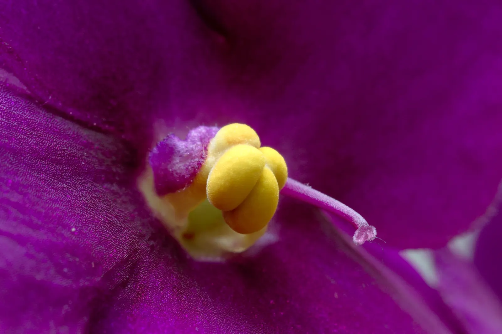 African Violet (Saintpaulia Ionantha) — furry leaves that span from 2 to 6 inches in diameter