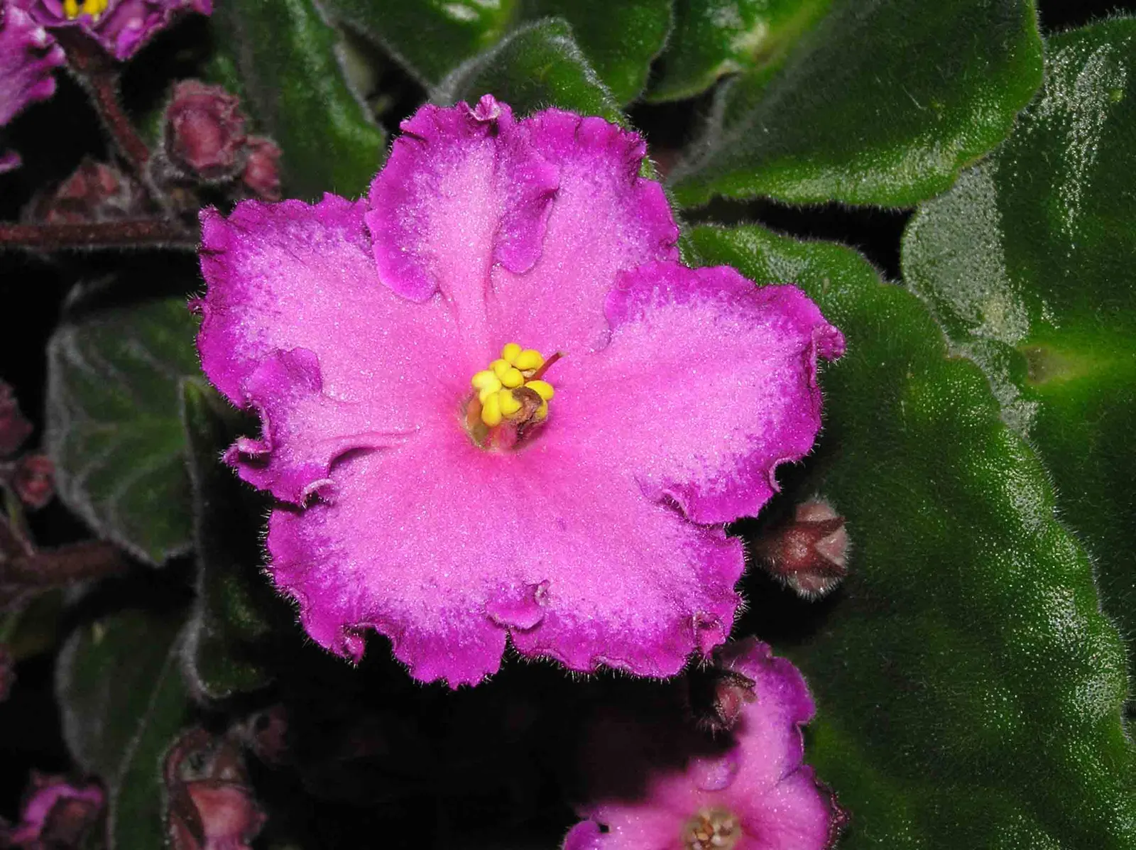 African Violet (Saintpaulia Ionantha) — it is essential to consider providing a humid environment