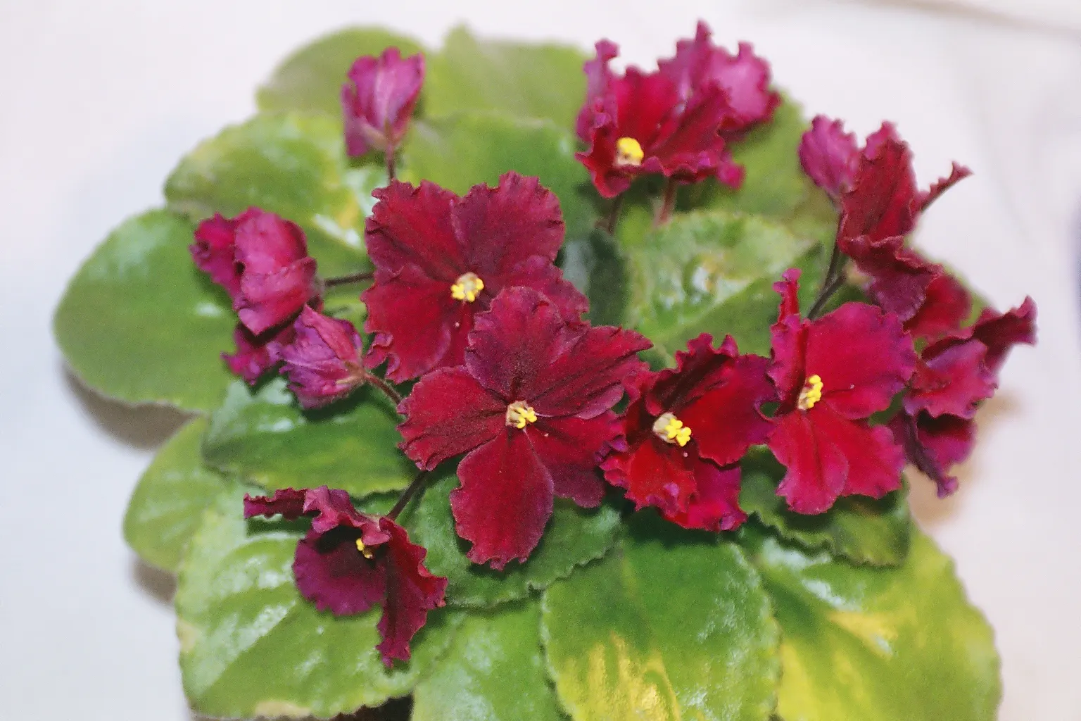 African Violet (Saintpaulia Ionantha) — and enjoys well-draining soil and moderate indirect light; perennial with blue and multi-colored and pink and purple